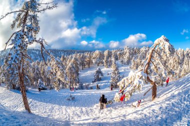 TROODOS, CYPRUS - 02 Ocak 2018: Snow-coveder Troodos Dağı tepesinde kış manzarası