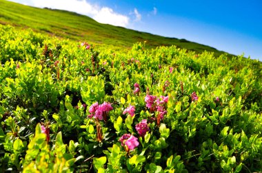 Karpat Dağları 'nın vahşi yaşam fotoğrafları