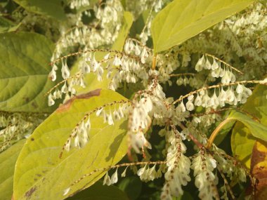 Vahşi yaşam en iyi haliyle - çiçekler