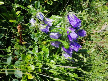 Vahşi yaşam en iyi haliyle - çiçekler