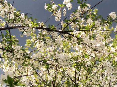 Vahşi yaşam en iyi haliyle - çiçekler