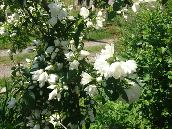 野生动植物在它最好的花 — 图库照片