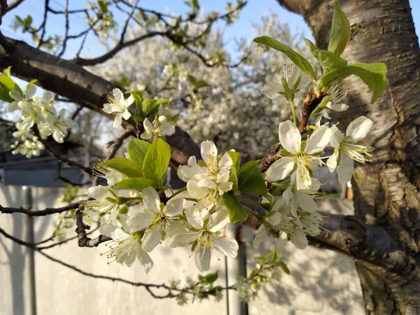 野生动植物在它最好的花 — 图库照片