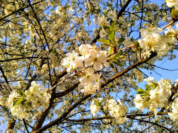 Wilde Dieren Zijn Best Bloemen — Stockfoto