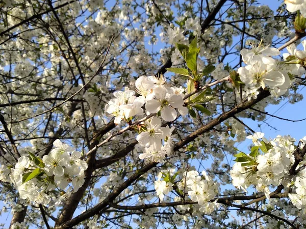 Faune Son Meilleur Fleurs — Photo