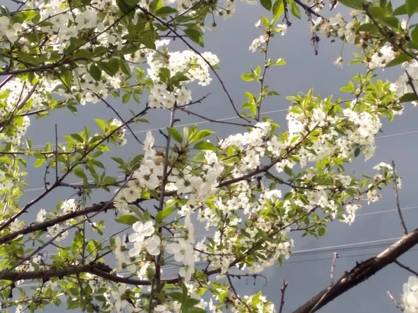 Vida Selvagem Seu Melhor Flores — Fotografia de Stock