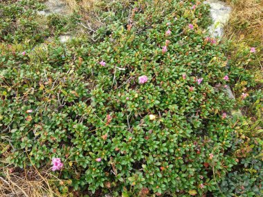 Vahşi yaşam en iyi haliyle - çiçekler