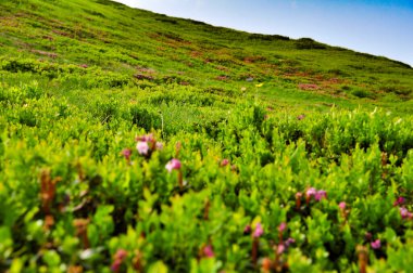 Vahşi yaşam en iyi haliyle - çiçekler