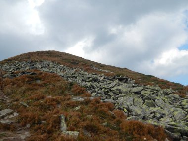 Karpat Dağları 'nın (Ukrayna) vahşi yaşam fotoğrafları)