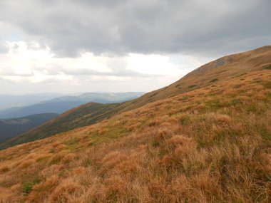 Karpat Dağları 'nın (Ukrayna) vahşi yaşam fotoğrafları)