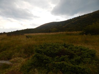 Karpat Dağları 'nın (Ukrayna) vahşi yaşam fotoğrafları)