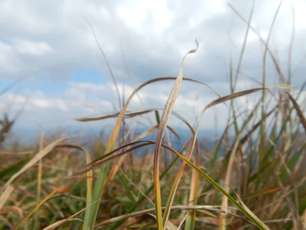 Berggipfel Mit Weichem Grasteppich Bedeckt — Stockfoto