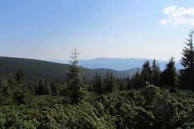 Karpat Dağları 'nın (Ukrayna) vahşi yaşam fotoğrafları)