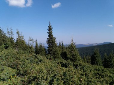 Karpat Dağları 'nın (Ukrayna) vahşi yaşam fotoğrafları)