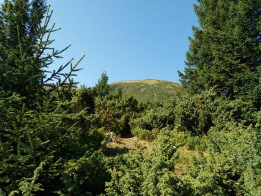 Karpat Dağları 'nın (Ukrayna) vahşi yaşam fotoğrafları)