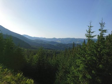 Karpat Dağları 'nın (Ukrayna) vahşi yaşam fotoğrafları)