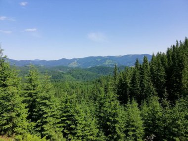 Karpat Dağları 'nın (Ukrayna) vahşi yaşam fotoğrafları)