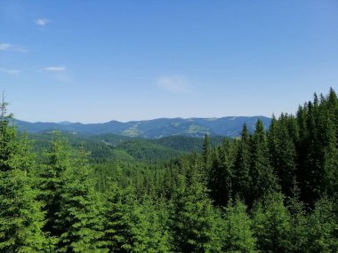 Karpat Dağları 'nın (Ukrayna) vahşi yaşam fotoğrafları)