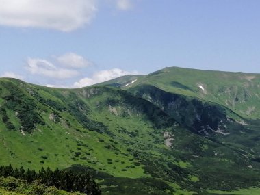 Karpat Dağları 'nın (Ukrayna) vahşi yaşam fotoğrafları)