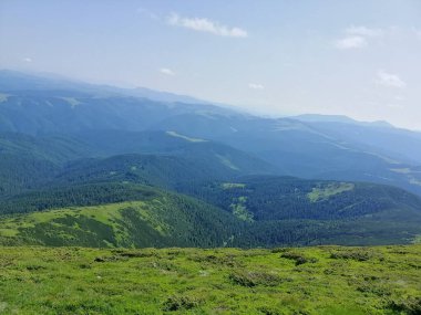 Karpat Dağları 'nın (Ukrayna) vahşi yaşam fotoğrafları)