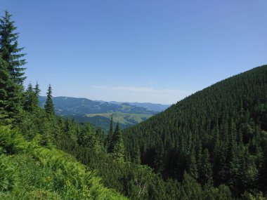 Karpat Dağları 'nın (Ukrayna) vahşi yaşam fotoğrafları)