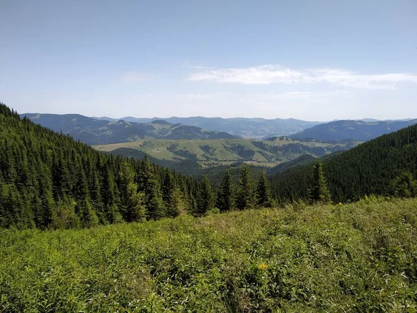 Wildlife Photos Carpathian Mountains Ukraine — Stock Photo, Image