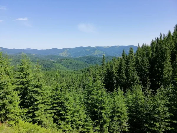 Karpat Dağları 'nın (Ukrayna) vahşi yaşam fotoğrafları)