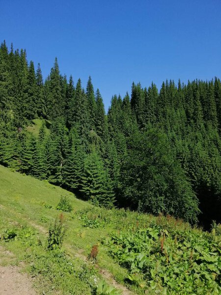 wildlife photos of the Carpathian Mountains (Ukraine)