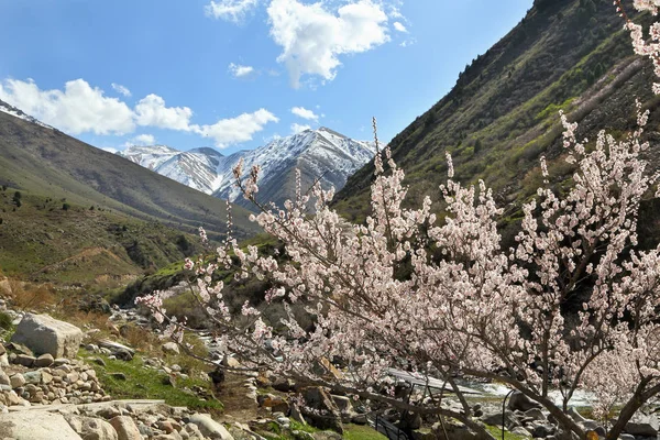 Apricot árvore floresce nas montanhas . — Fotografia de Stock