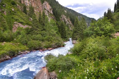 Kırgızistan 'daki dağ nehri. Mavi berrak suyu olan fırtınalı bir nehir dağlarla yeşil ormanlarla kaplı kayalar arasında akar..