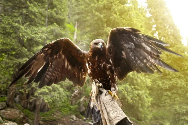 Falcon Bird Prey Hunting Falcon Spread Its Wings Sun — Stock Photo, Image