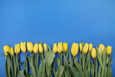 Sarı Tulip. Mavi arka planda parlak çiçekler bir sırada uzanıyor. Boşluğu kopyala.