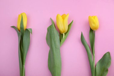 Üç lale. Pembe kağıtta sarı çiçekler.