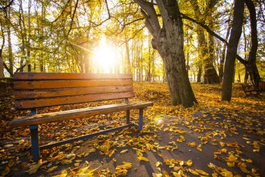 Sonbahar parkında bankta