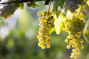 sonbaharda olgunlaşmış üzümler