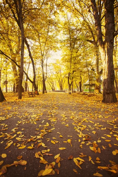 Camino en el bosque de otoño — Foto de Stock