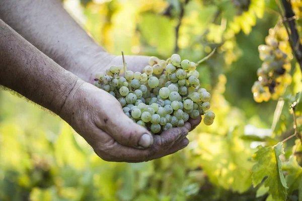 Cosecha de uva. Campesinos manos sosteniendo uvas . — Foto de Stock