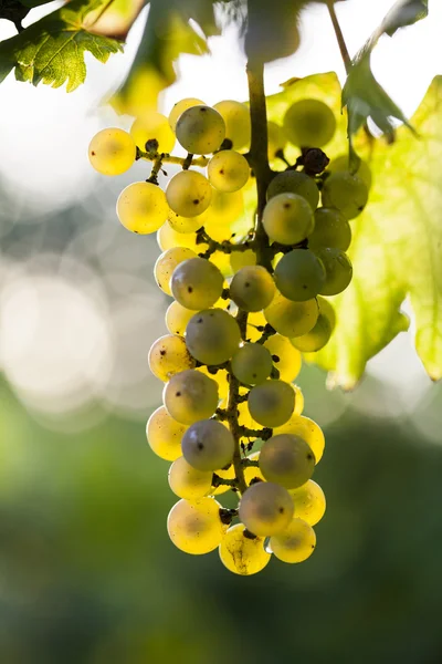 Uvas maduras no outono — Fotografia de Stock