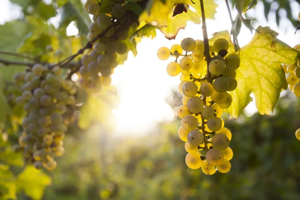 Uvas maduras en otoño — Foto de Stock