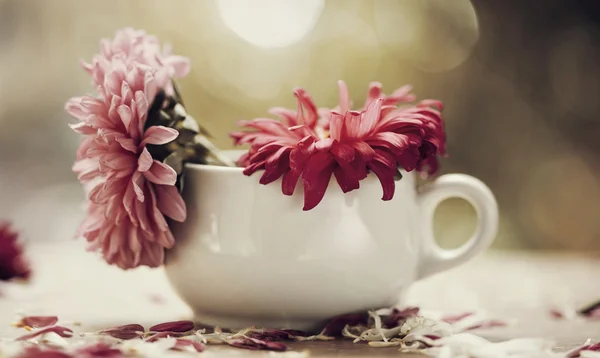 Bir vazoda kırmızı aster çiçekler — Stok fotoğraf