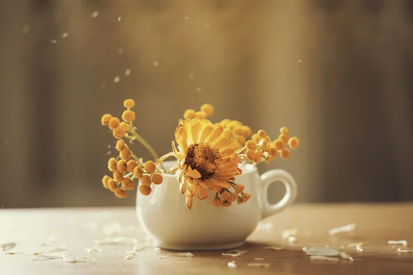 Flores de aster cor-de-laranja em um vaso — Fotografia de Stock