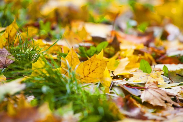풀밭의 가을 잎 — 스톡 사진