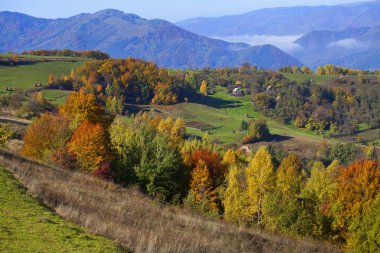 renkli sonbahar orman 