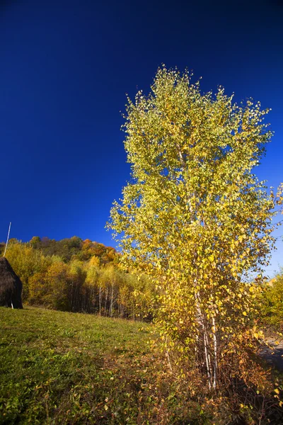 Kolorowe jesień las — Zdjęcie stockowe