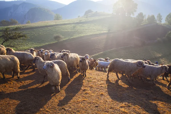 Heard of sheep in foggy morning in autumn mountains — Stock Photo, Image