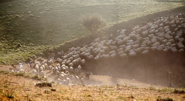 Oído hablar de ovejas en la mañana brumosa en las montañas de otoño — Foto de Stock