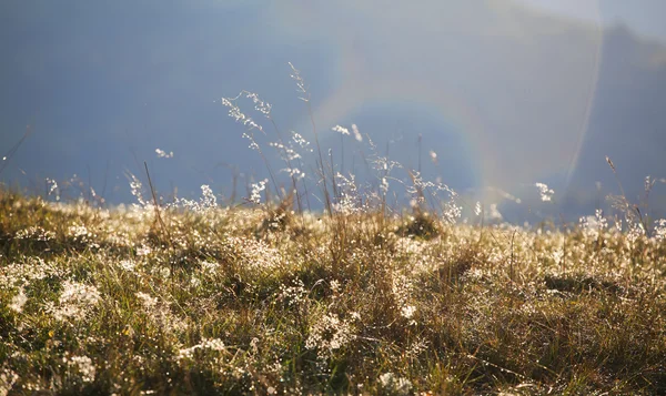 Трава в золотом рассвете и тумане — стоковое фото