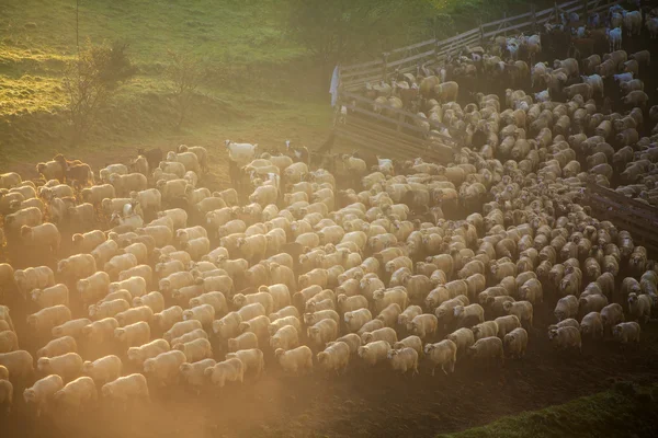 Hört talas om fåren i Dimmig morgon i höst berg — Stockfoto