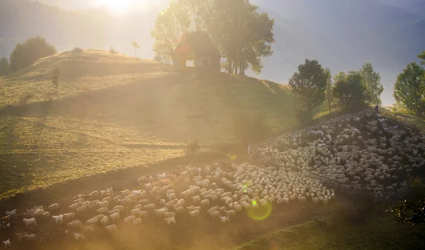 Heard of sheep in foggy morning in autumn mountains — Stock Photo, Image