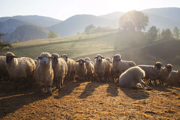 Heard of sheep in foggy morning in autumn mountains — Stock Photo, Image